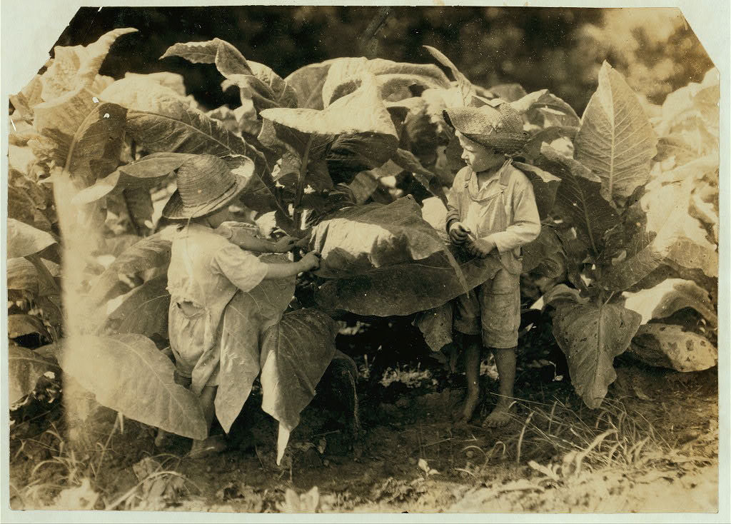 Chlapci ve věku 6 a 4 roky sbírají tabákové listí. Kentucky 1916.