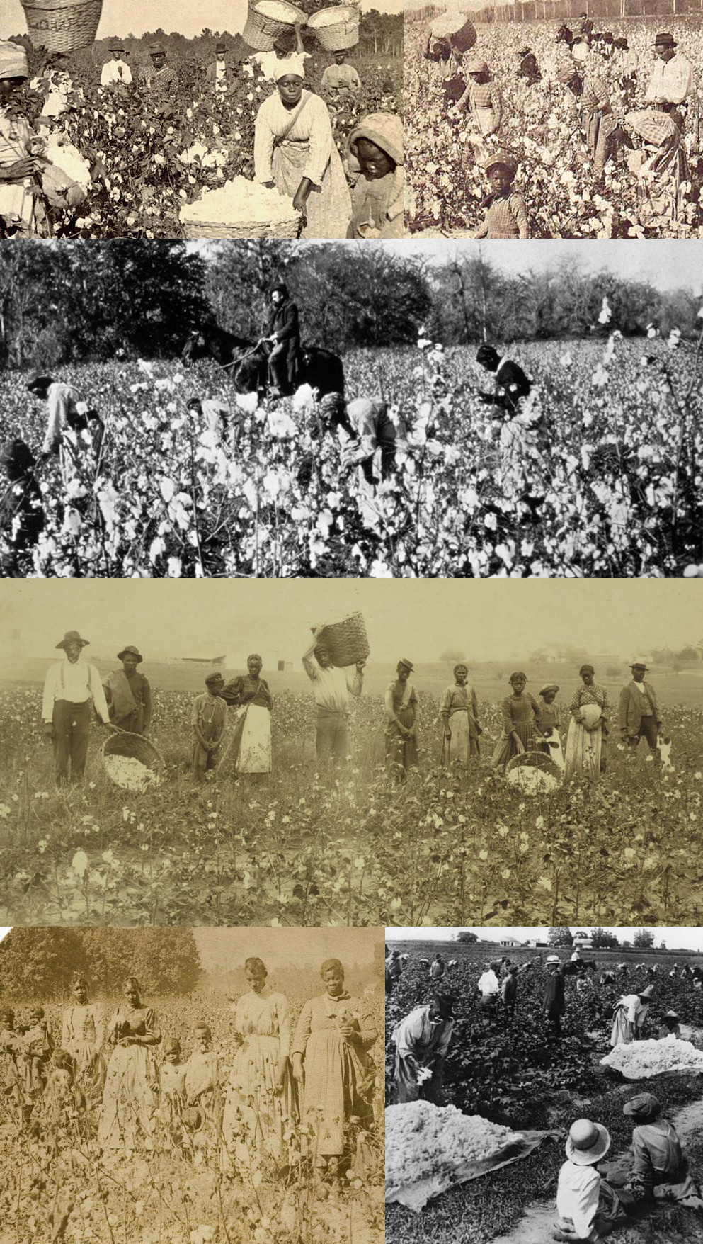 Koláž několika fotografií zachycující práci na bavlníkových plantážích
