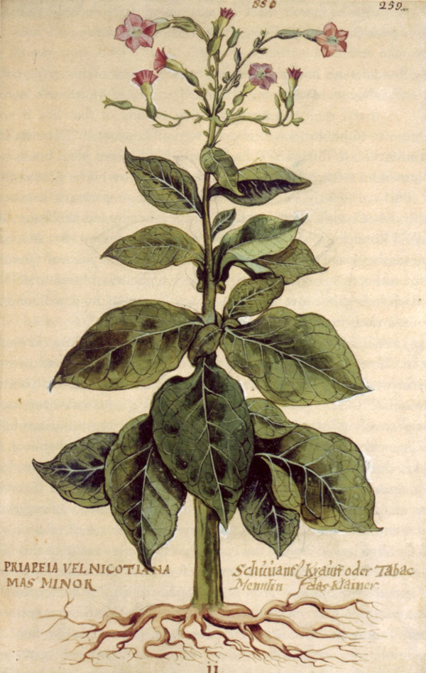 Tabáková rostlina